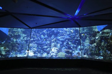 18 Kasım 2021 Ocean Park, Hong Kong Büyük Akvaryum