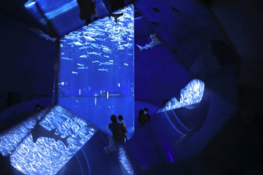 18 Kasım 2021 Milkfish grubu tankta yüzüyor.