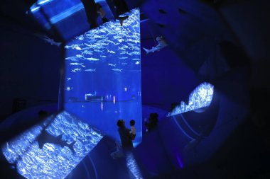 18 Kasım 2021 Milkfish grubu tankta yüzüyor.