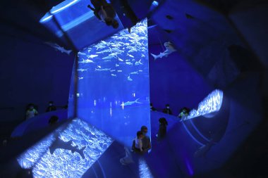 18 Kasım 2021 Milkfish grubu tankta yüzüyor.