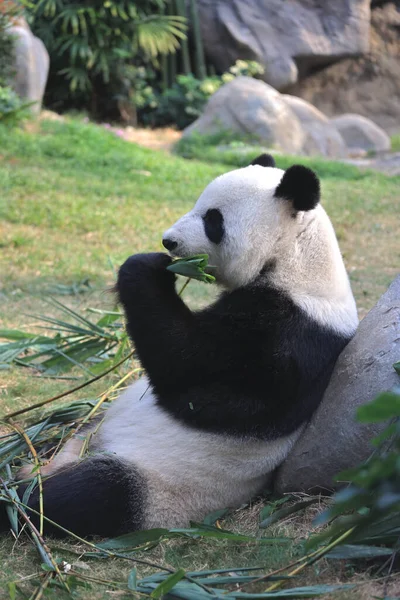 Nov 2021 Urso Panda Gigante Come Folhas Bambu Zoológico Parque — Fotografia de Stock