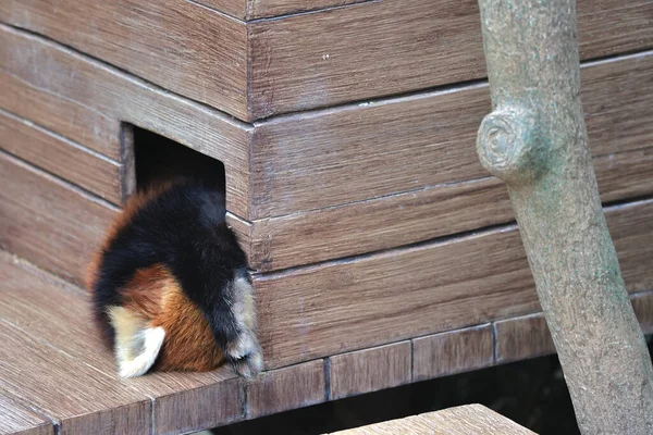 Kasım 2021 Yorgun Kırmızı Panda Odunlukta Uyu — Stok fotoğraf