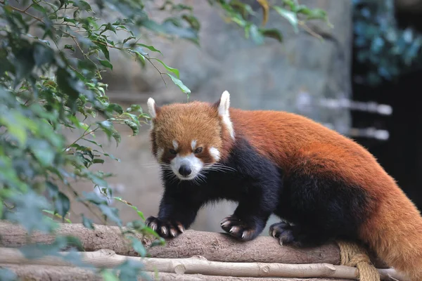 Nov 2021 Retrato Del Panda Rojo Parado Árbol Trun — Foto de Stock