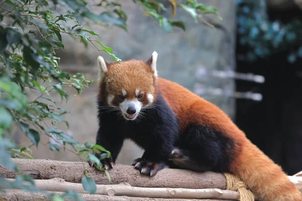 Nov 2021 Ritratto Panda Rossa Piedi Sul Tronco Albero — Foto Stock
