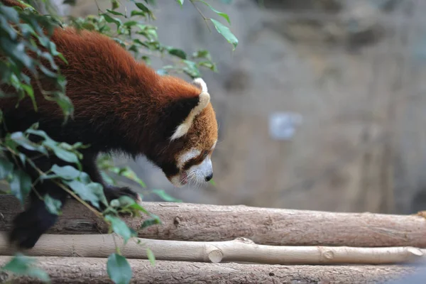 Nov 2021 Portrait Red Panda Standing Tree Trun — Stock Photo, Image