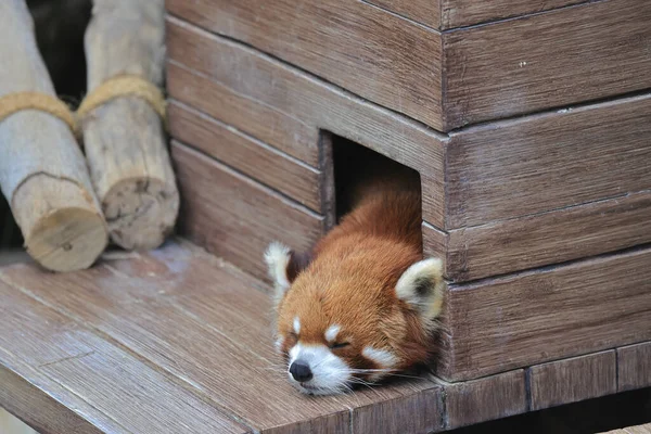 Lis 2021 Zmęczona Czerwona Panda Nocleg Drewnianym Domu — Zdjęcie stockowe