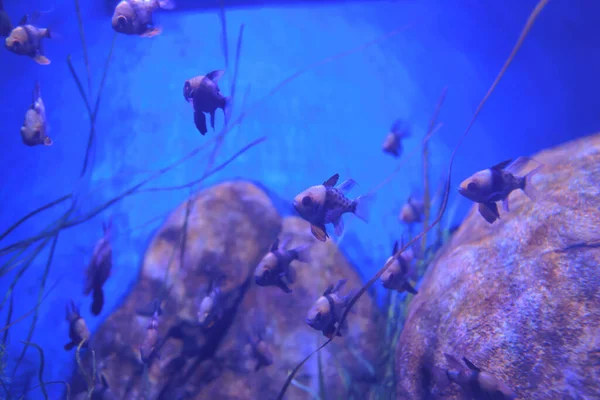 Lis 2021 Grand Aquarium Tropikalne Ryby Akwarium Zbiornika — Zdjęcie stockowe