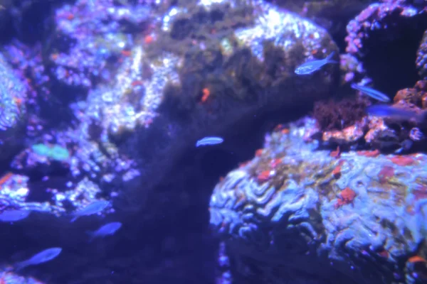 Nov 2021 Grand Aquarium Tropical Fishs Tank Aquarium — Stock fotografie