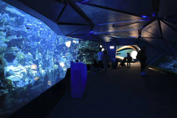 18 Kasım 2021 Ocean Park, Hong Kong Büyük Akvaryum