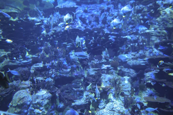 Nov 2021 Grand Aquarium Tropical Fishs Tank Aquarium —  Fotos de Stock