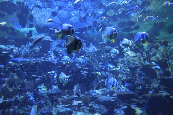 2021年11月18日水槽水族館の熱帯魚 — ストック写真