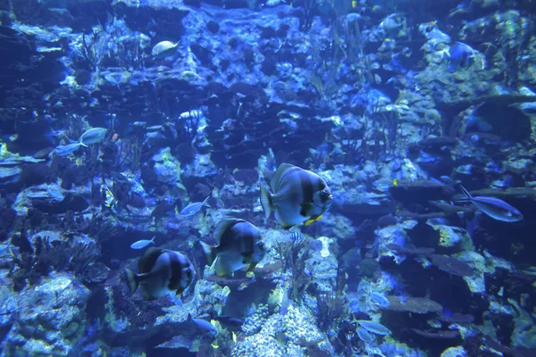 Nov 2021 Großes Aquarium Tropische Fische Aquarium — Stockfoto