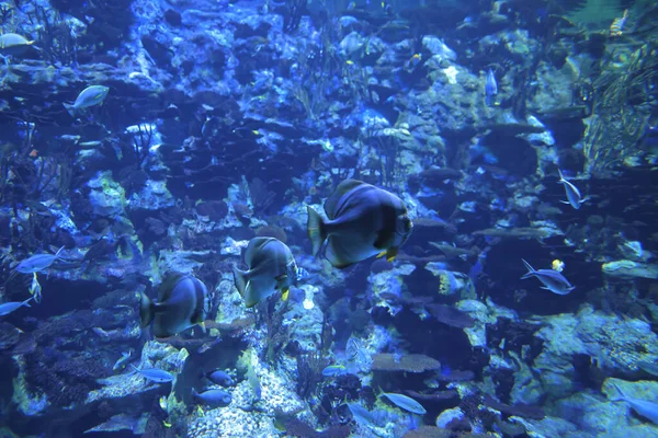 Ноя 2021 Большой Аквариум Рыбная Ловля Аквариуме — стоковое фото