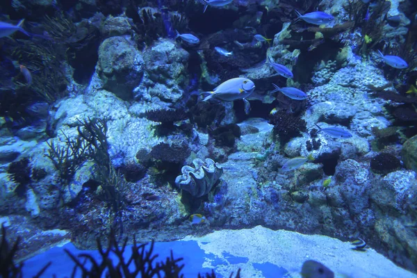 Nov 2021 Groot Aquarium Tropische Vissen Tankaquarium — Stockfoto