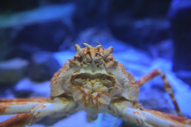 Kızıl Kral Yengeçleri, Alaska Kral Yengeci