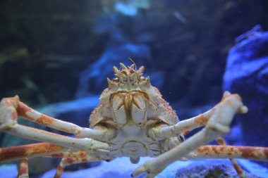 Kızıl Kral Yengeçleri, Alaska Kral Yengeci