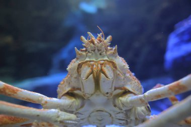 Kızıl Kral Yengeçleri, Alaska Kral Yengeci