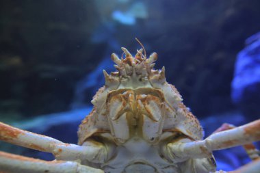 Kızıl Kral Yengeçleri, Alaska Kral Yengeci