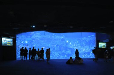 18 Kasım 2021 İnsanlar büyük akvaryum, okyanus parkı Hong Kong 'u izliyor.