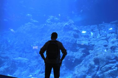 18 Kasım 2021 İnsanlar büyük akvaryum, okyanus parkı Hong Kong 'u izliyor.