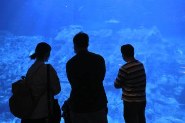 18 Kasım 2021 İnsanlar büyük akvaryum, okyanus parkı Hong Kong 'u izliyor.