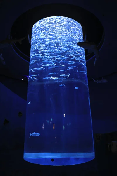 Nov 2021 Group Milkfish Swim Tank Swimming — Stock Photo, Image