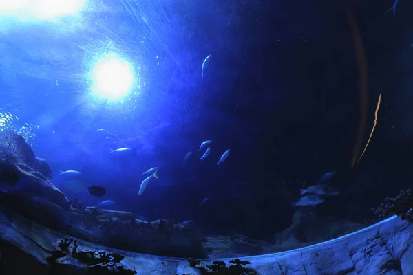 Ноя 2021 Большой Аквариум Рыбная Ловля Аквариуме — стоковое фото