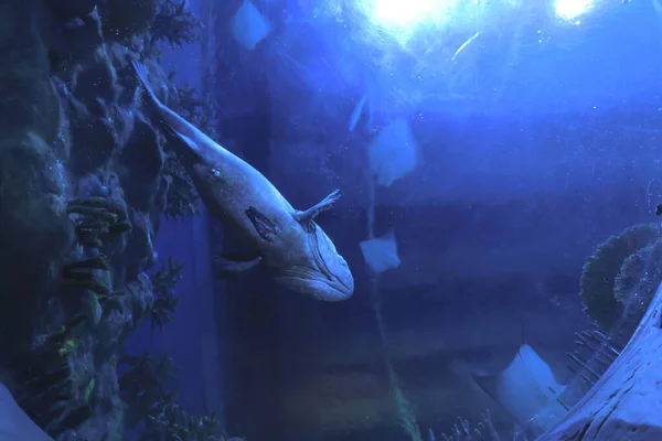 Νοε 2021 Γιγάντιο Grouper Fish Που Κολυμπά Σκοτεινό Υδάτινο Περιβάλλον — Φωτογραφία Αρχείου