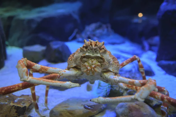 the Red King Crabs, Alaskan King Crab