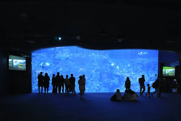 Lis 2021 Lidé Sledují Velké Akvárium Oceánský Park Hong Kong — Stock fotografie