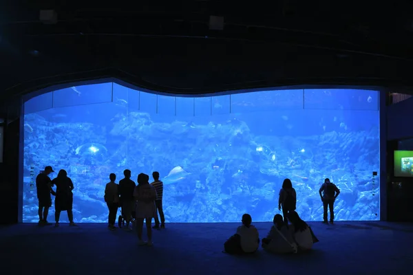 Nov 2021 Menschen Beobachten Großes Aquarium Ocean Park Hongkong — Stockfoto