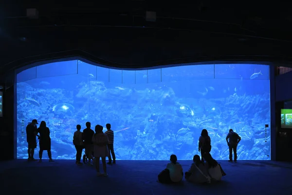 Nov 2021 People Watching Big Aquarium Ocean Park Hong Kong — Stock Photo, Image