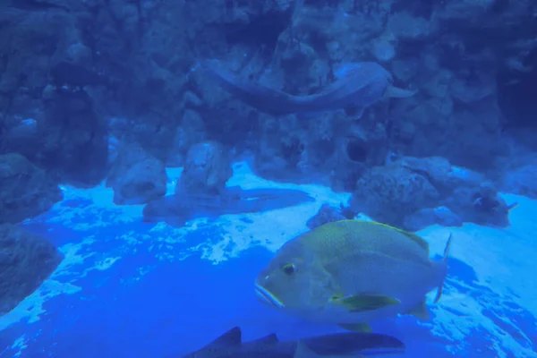 Nov 2021 Grand Aquarium Tropical Fishs Tank Aquarium — Stock Photo, Image