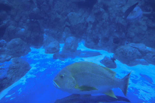 Nov 2021 Grand Aquarium Tropical Fishs Tank Aquarium — Stock Photo, Image