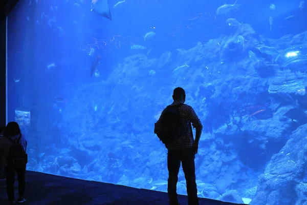 18 Kasım 2021 İnsanlar büyük akvaryum, okyanus parkı Hong Kong 'u izliyor.