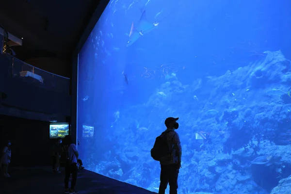 Nov 2021 Mensen Kijken Naar Groot Aquarium Oceaanpark Hong Kong — Stockfoto