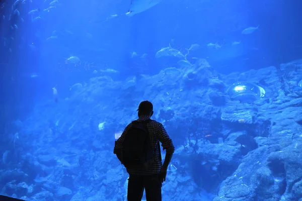 18 Kasım 2021 İnsanlar büyük akvaryum, okyanus parkı Hong Kong 'u izliyor.