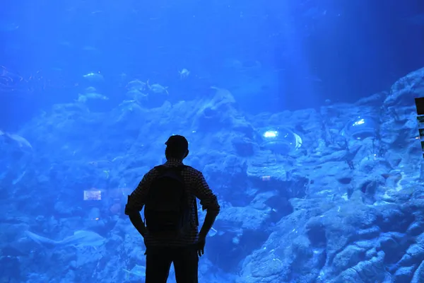 18 Kasım 2021 İnsanlar büyük akvaryum, okyanus parkı Hong Kong 'u izliyor.