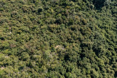 Kam Shan Şehir Parkı 'ndaki bitki örtüsü alanı.