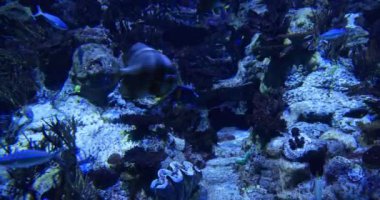 Su altı dünyası, renkli akvaryum ve balıklar.