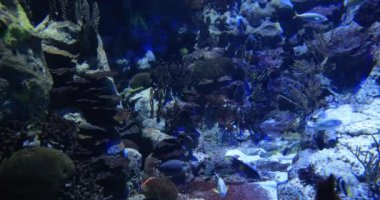 Su altı dünyası, renkli akvaryum ve balıklar.