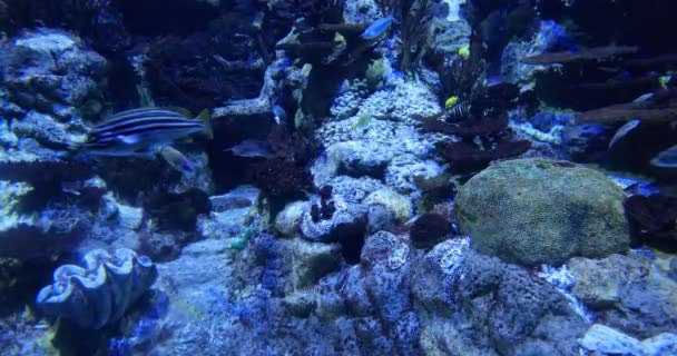 Die Unterwasserwelt Das Bunte Aquarium Und Die Fische — Stockvideo