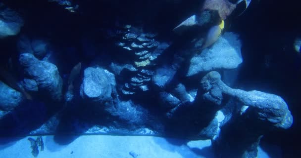 Die Unterwasserwelt Das Bunte Aquarium Und Die Fische — Stockvideo
