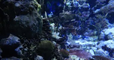 Su altı dünyası, renkli akvaryum ve balıklar.