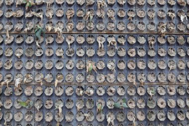 17 Aralık 2021 Kuru ve Ölüm, Birçok küçük bitkiler asılı