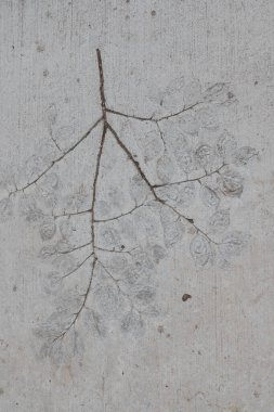 17 Aralık 2021 bitkilerin fosil kayıtları, çimento dokusu arka planı