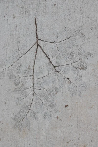 17 Aralık 2021 bitkilerin fosil kayıtları, çimento dokusu arka planı