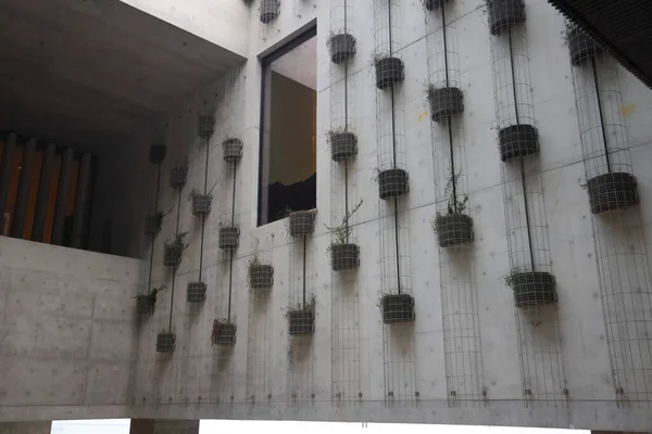 Dic 2021 Plantas Las Paredes Del Museum West Kowloon Cultural — Foto de Stock