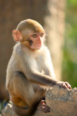 Wii Maymun Kam Shan Şehir Parkı, Kowloon