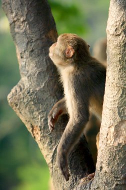 Wii Maymun Kam Shan Şehir Parkı, Kowloon